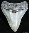 Inch Venice Florida Megalodon Tooth #2488-1